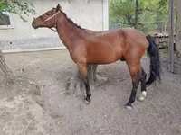 Horse (M), Karachay horse — photo 1