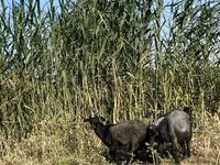 Cabra, Czech Brown Shorthaired goats — foto 4