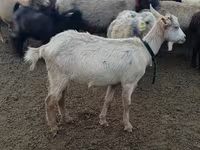 عنزة, Alpine goat — الصورة 1