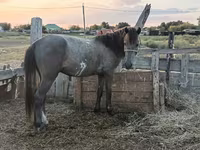 Hengst, Kazakh horse — Foto 3