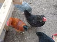 डेनिश हेन — फ़ोटो 8