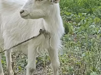 Cabra, Orenburg goat — foto 2
