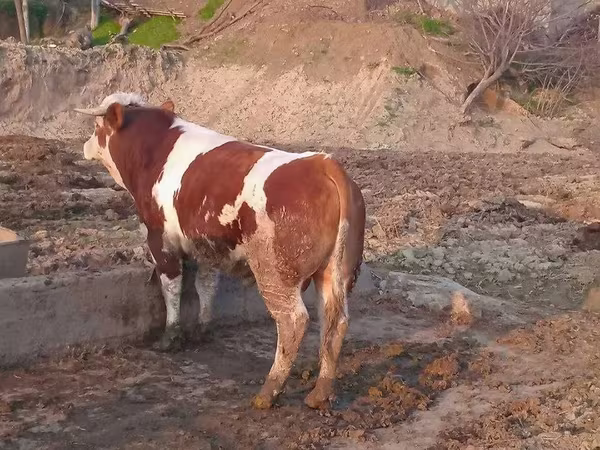Бык, Симментальская порода