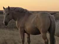 Caballo, New Altai Horse — foto 1
