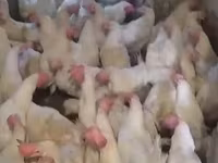 Chickens — Foto 3