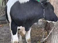 Toro, Russian Black pied cattle — foto 3