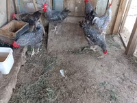 Chickens — photo 5