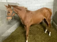 Stute, Anglo-Arabian — Foto 5