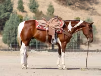Caballo, American paint horse — foto 3