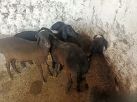 Ovejas (lote, sexo no especificado), Ovejas — foto 3