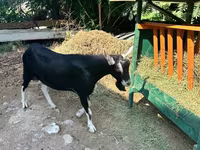 تيس, Alpine goat — الصورة 2