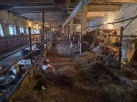 Vaca, Raza Holstein — foto 5