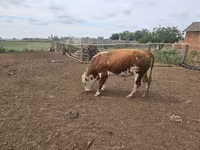 ثور, Simmental cattle — الصورة 4