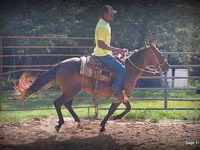 فرس, Standardbred — الصورة 8