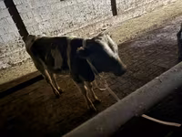 ثور, Latvian Blue cattle — الصورة 5