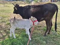 गाय, अलाताऊ नस्ल — फ़ोटो 5
