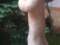 Schafe (Partie, Geschlecht nicht angegeben), Schafe — Foto 5