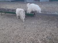 عنزة, Alpine goat — الصورة 2