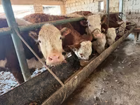 Kuh, Simmental cattle — Foto 2