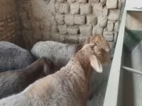 Sheep, Sheep — photo 4