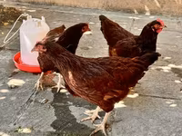 Rhode Island Red — photo 1
