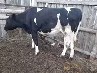 Vaca, Raza Holstein — foto 1