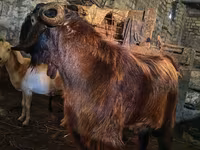 Billy Goat, Kamori goats — photo 2
