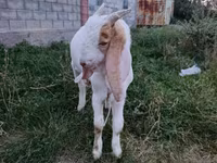 Billy Goat, Gulabi goats — photo 2