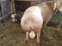 Ram, Rambouillet sheep — photo 5