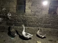 Geese — الصورة 1