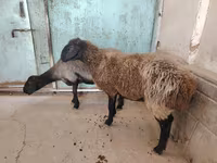 Sheep, Sheep — photo 6