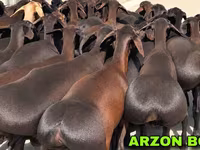 كبش, Hissar sheep — الصورة 1