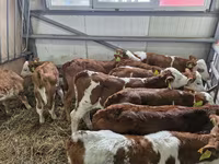 КРС (партия, пол не указан), Симментальская порода — фото 2