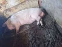 Boar, Ландрас — photo 3