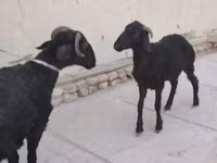 Sheep, Arabi sheep — photo 1