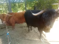 Toro, Highland — foto 7