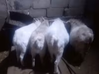 母山羊, Goats — 照片 3