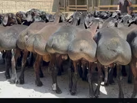 كبش, Hissar sheep — الصورة 6
