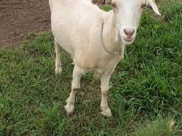 عنزة, Saanen goat
