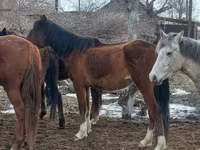 Stute, Kazakh horse — Foto 7