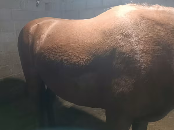Mare, Budyonny horse