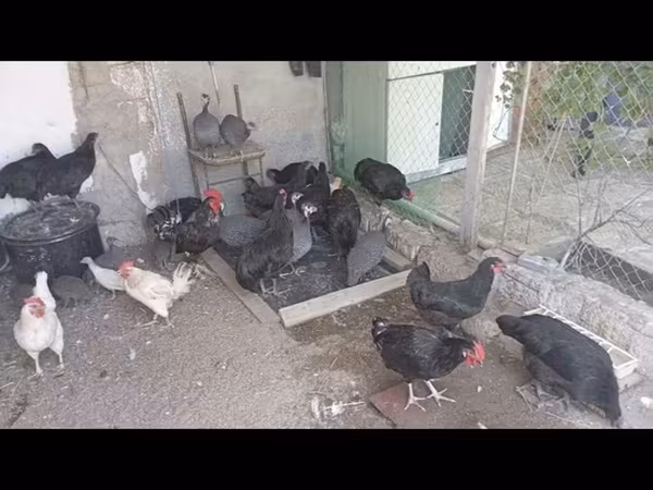 Австралийская бойная