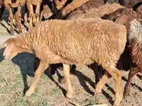 ناقة, الجمال — الصورة 1