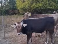 公牛, Brown Carpathian breed — 照片 2