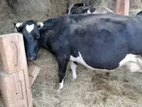 Cow, Swiss cattle — photo 6