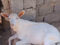 Goats (batch, sex not specified), Goats — photo 6