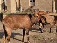 Cabra, Cabras — foto 2