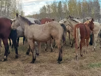 Caballo, Caballos — foto 8