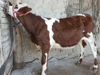 Bulle, Simmental cattle — Foto 3