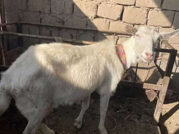 Ziege, Saanen goat